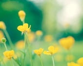 Buttercup Photography - yellow green wall art prints spring flower photography botanical floral nature photos picture - 5x7 Photograph