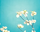 Aqua Photography - blue decor spring dogwood blossoms flowers white teal wall art floral photo prints branch - 8x8 Photograph, "Delicate"