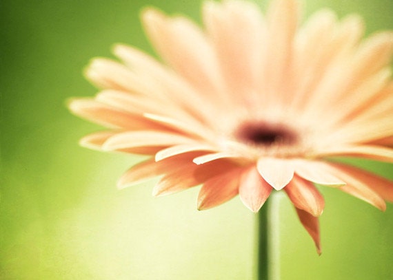 Flower Photography - green peach orange spring daisy nature colorful decor wall art petals botanical print photo - 5x7 Photograph, "Joyful"