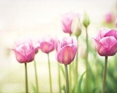 Large Flower Photography - tulips pink green white floral nature - pretty large wall art print - spring fine art picture - 16x24 Photograph