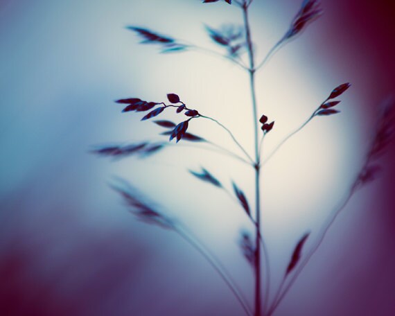 Fine art photography - indigo blue purple nature photography prints wall art grass nature photo abstract - 8x10 Photograph, "Deep Within"