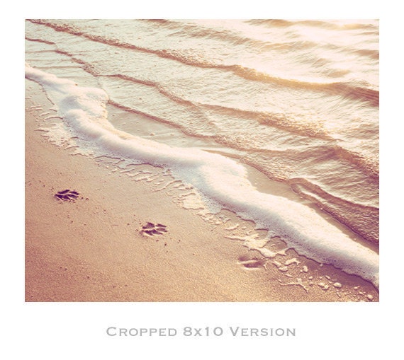 Beach Photography - water ripples paw prints - beige peach light brown - ocean photograph nautical photo wall art print - 8x12 Photograph