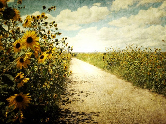 Sunflower Road Photography Print 11x14 Fine Art Southwest Desert Countryside Landscape Photography Print.