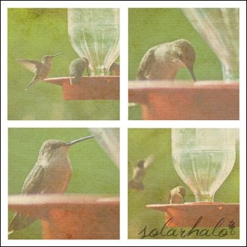 Hummingbirds - Quad Print