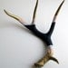 Gold, Peach and Purple Striped Deer Antler
