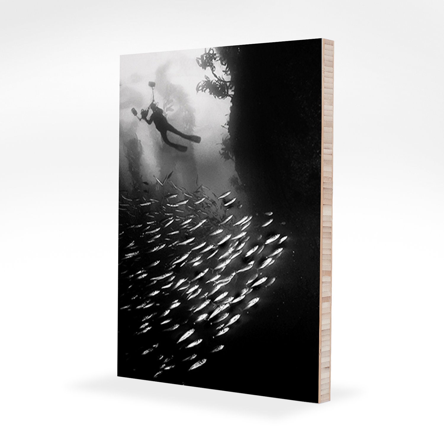 Diver Above 8x12 fine art photo on eco bamboo classic modern home decor