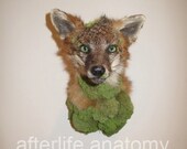 Custom Taxidermy Mount-  Rogue, Custom, Traditional, Headdress, Plush, Fantasy, Hybrid, Conceptual, Bookends