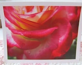 Note Card Pack of 10, Pink and Cream Rose, Stunning, cards and envelopes in plastic sleeves