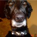 Pet ID Tag - Dog Bone