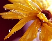 Yellow spring flower print- floral, rain drops, water, bright, whimsical, floral decor, fine art photograph 8x10 print