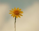 Nursery Decor- yellow flower, floral photograph, girly decor, floral print, summer, bright, whimsical, fine art photography, 5x5 print