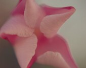 Flower print- floral photograph, pink, grey, feminine,oleander ,dreamy photograph ,fine art photography  5x7