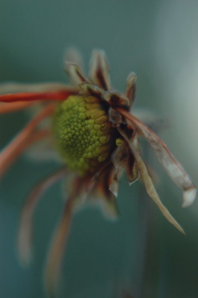 Dreamy floral photography- icy blue, winter, daisy, surreal, teal, white, orange, fine art photograph, home decor, 5x7 print