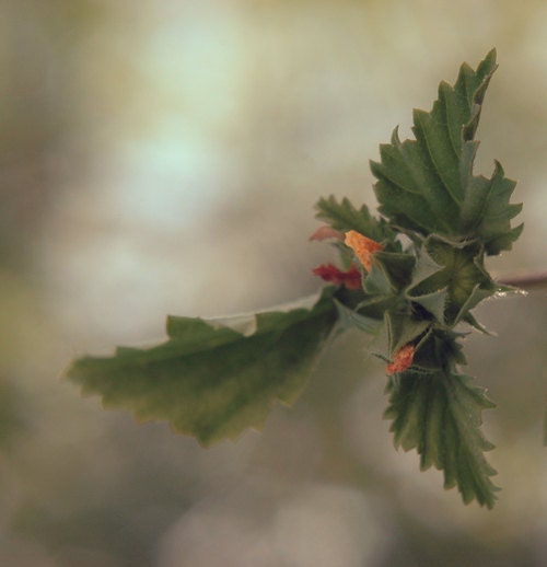 Golden Spring Photography- earth tones, brown, rustic, bokeh, green, fine art photograph, 5x5 print