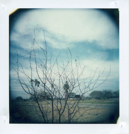 Landscape Polaroid Photography- winter, woodland, vintage style, tree, sky blue, rustic, country, branch, fine art photograph, 5X5 print