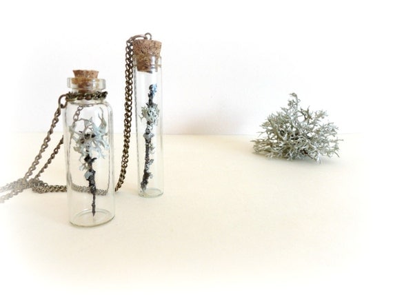 Lichen on twig -  vial necklace Botanical specimen curiosity bottle real preserbed plant flower mint green grey Gift for her