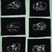 Mini Animal Skull Six Patch Set.