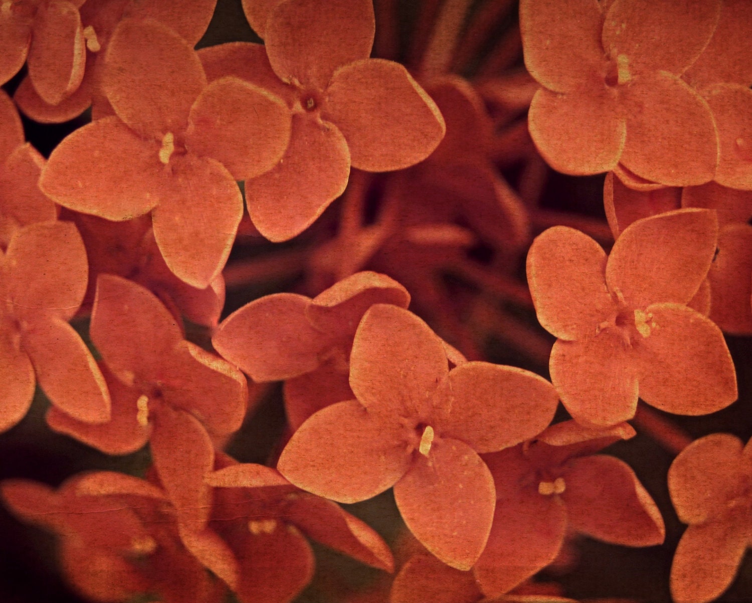 Orange Ixoras - Fine Art Photography - 8x10