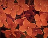 Orange Ixoras - Fine Art Photography - 5x7