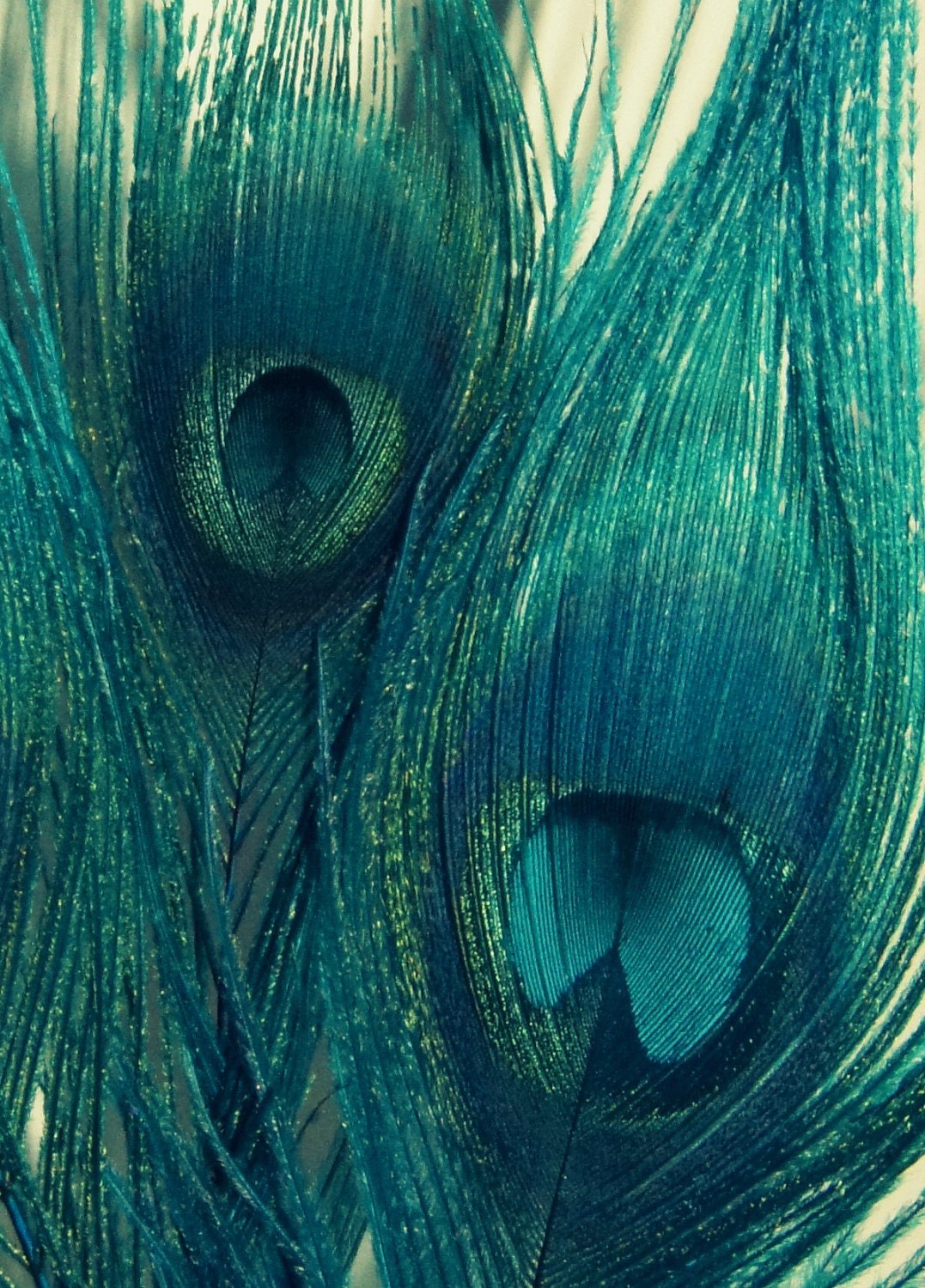 Teal Peacock Feathers - Bird Feathers, Wall Art, Blue Green Navy, Home Decor - Fine Art Photography - 5x7