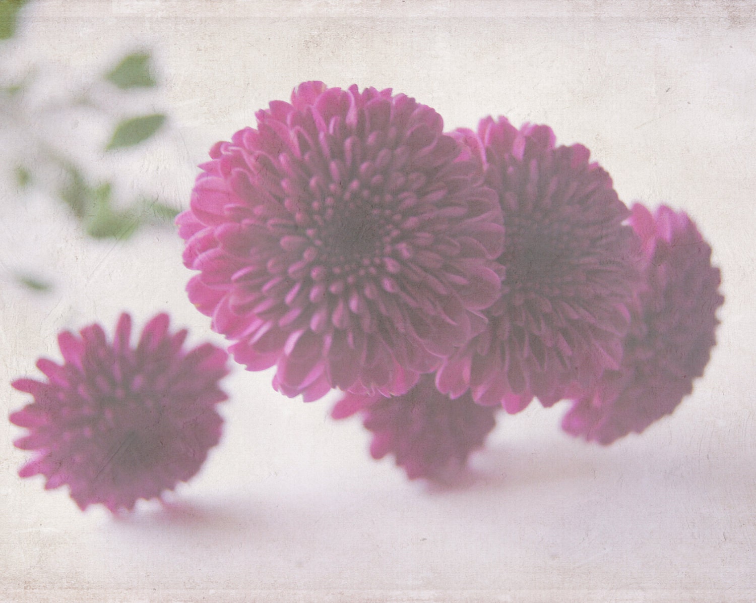 Purple Blossoms - Fine Art Photography - Nature, Flowers, Blooms, Romantic, Elegant, Vintage Inspired - 8x10