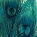 Teal Peacock Feathers - Bird Feathers, Wall Art, Blue Green Navy, Home Decor - Fine Art Photography - 5x7