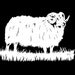 Icelandic Ram Paper Cut 11x14