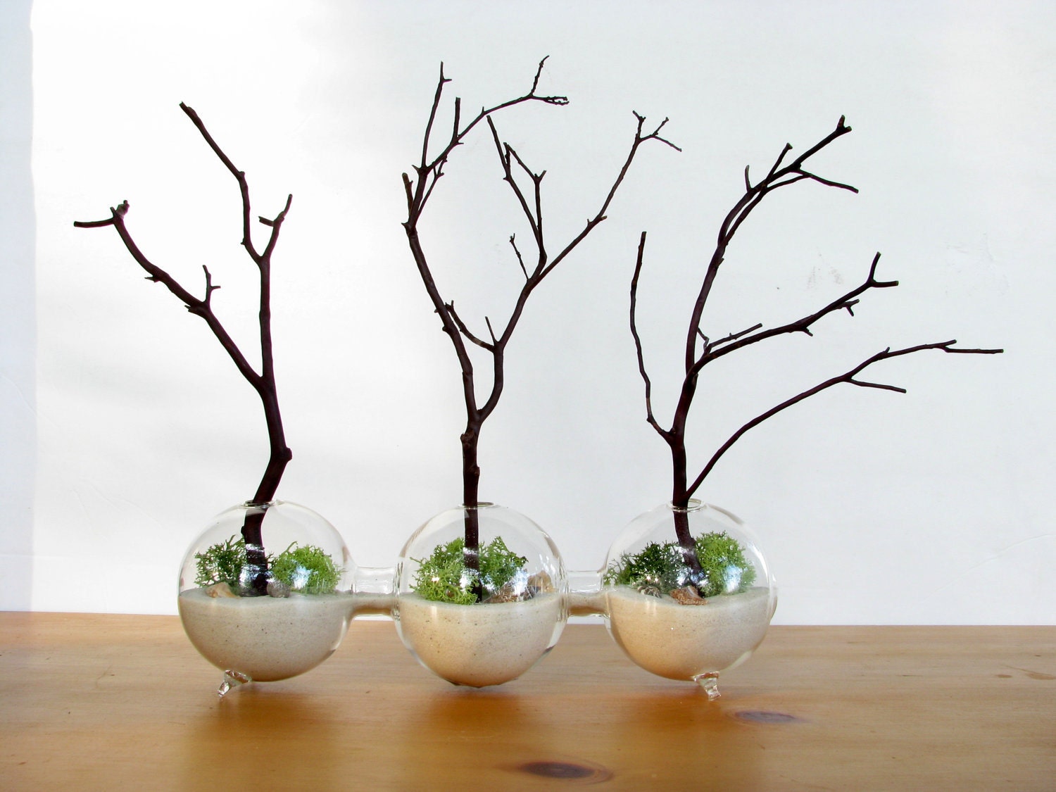 Modern Globe Manzanita Beach Forest  Moss Terrarium: white or black sand