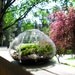 Beautiful Sea Urchin Moss Terrarium