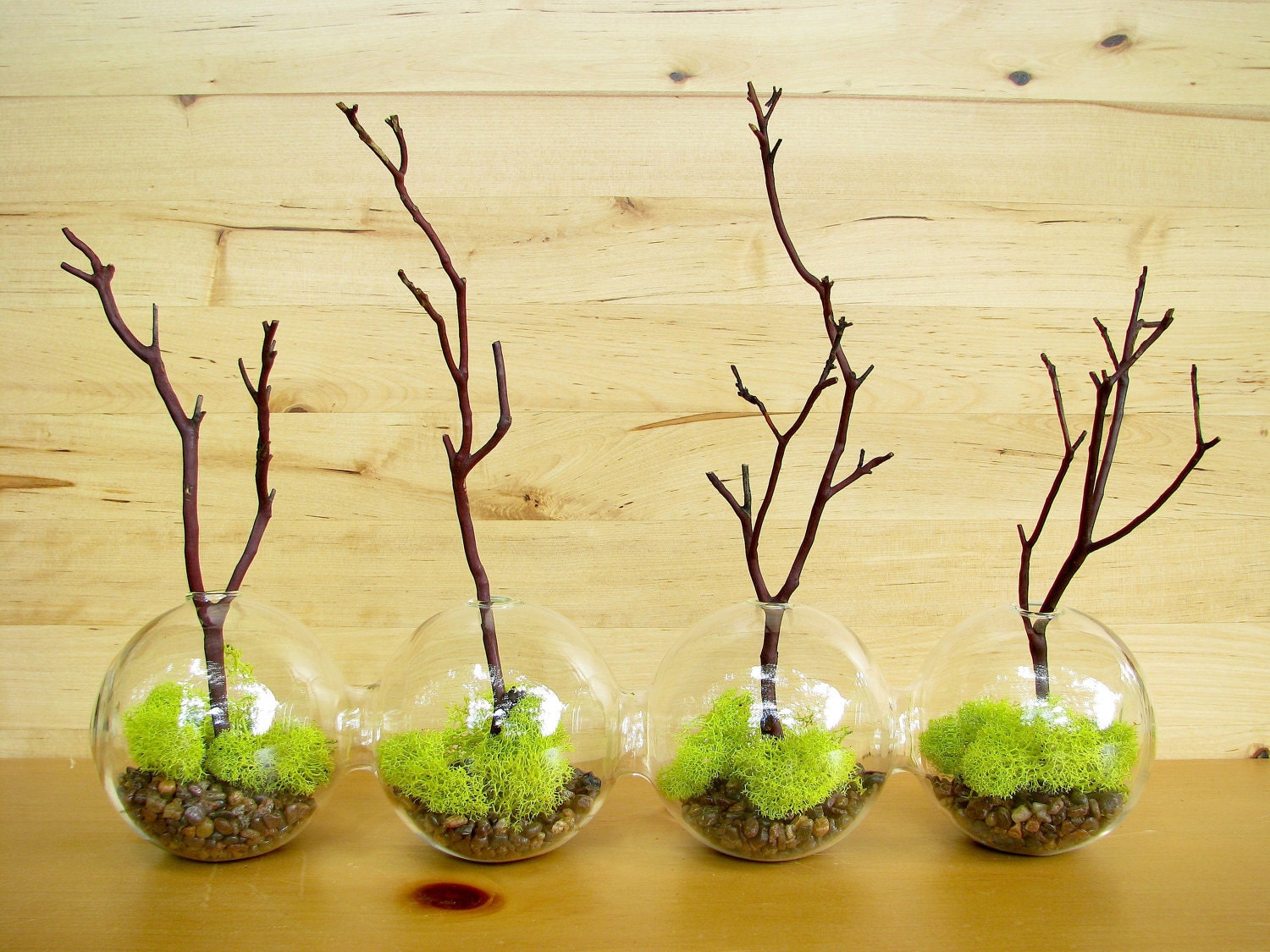 4-Globe Manzanita Forest Moss Terrarium