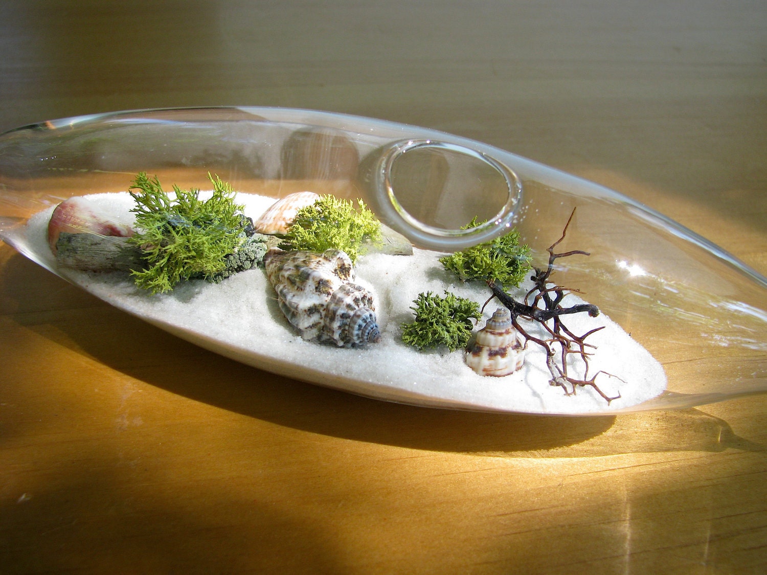 Modern Beach Vessel Lichen Moss Terrarium: white or black sand