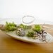Modern Beach Vessel Lichen Moss Terrarium: white or black sand