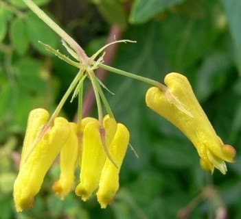 Chinese Climbing Bleeding Heart - Dicentra torulosa RARE