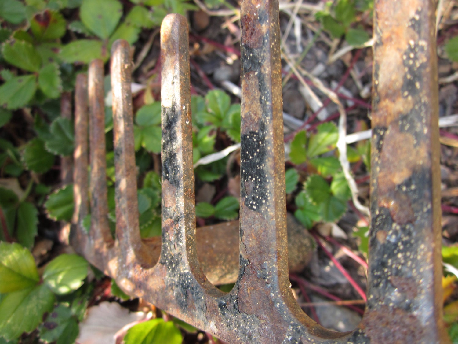 Rusty rake garden farm tool head