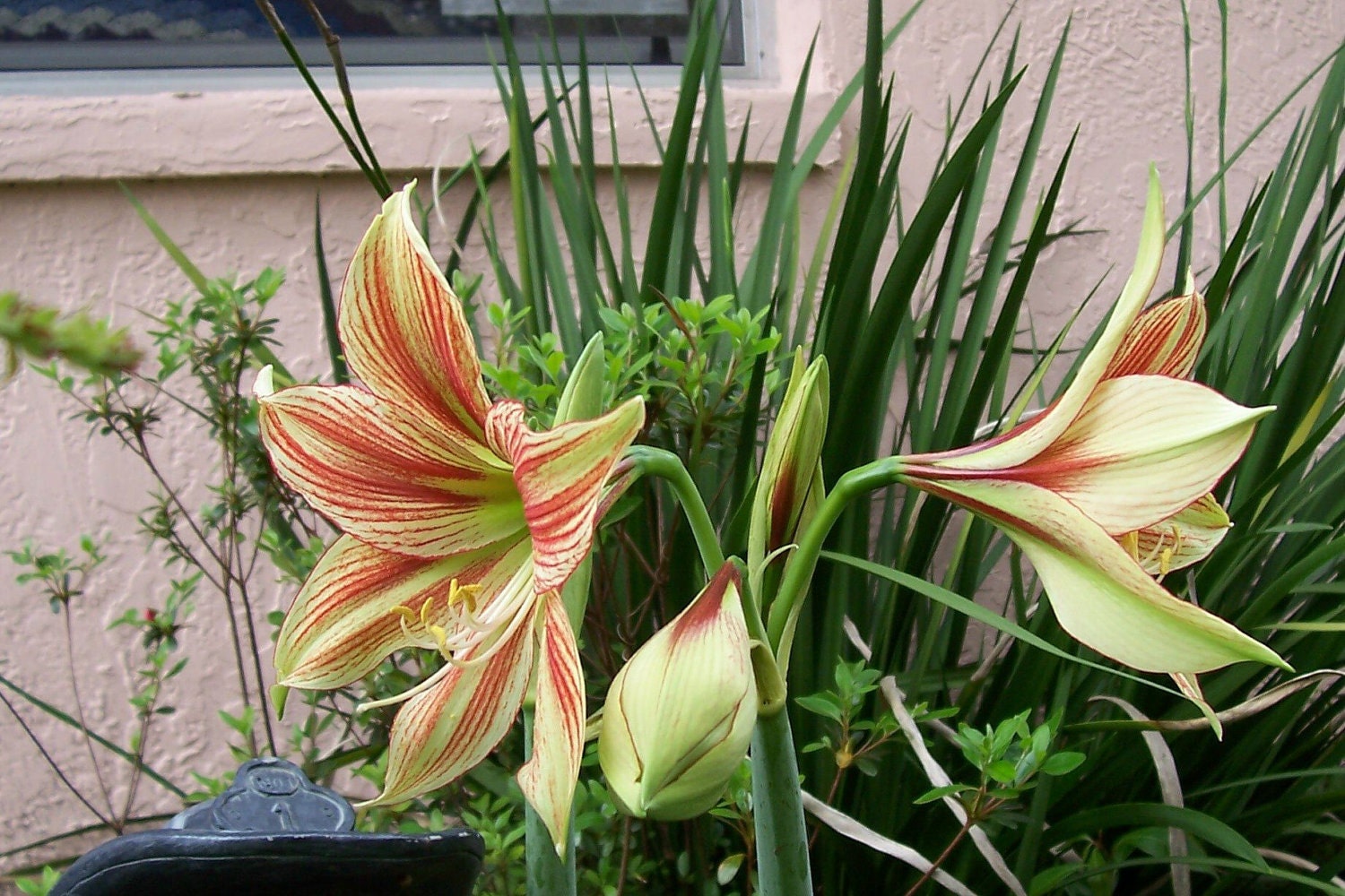 Amaryllis Hippeastrum 50 SEEDS 2013 Season Perennial Flowers Bulbs GIRAFFE