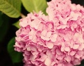 Fragrant - Fine Art Photography, vivid pink, garden, home decor