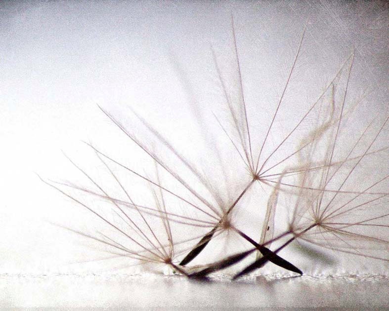 time is nothing - dandelion seeds - fineheartworks time is nothing - dandelion seeds - fineheartworks