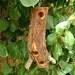 SUET BIRD FEEDER, 10.5 inches (7 holes), Natural Mesquite Wood