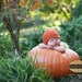 Crochet NEWBORN Pumpkin Hat Photography Prop