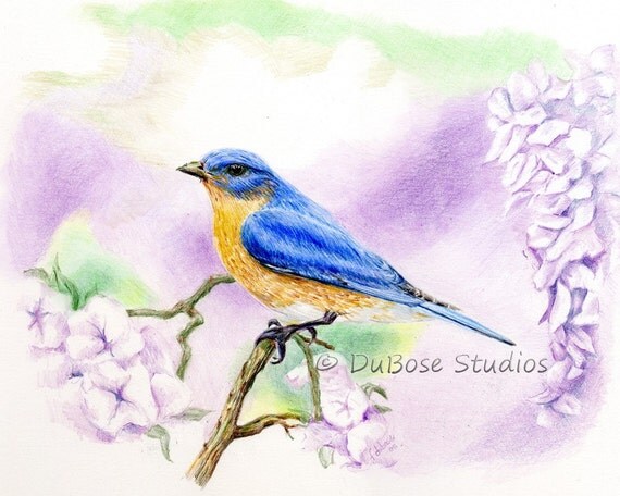 Bluebird drawing by ARTbyDuBose on Etsy