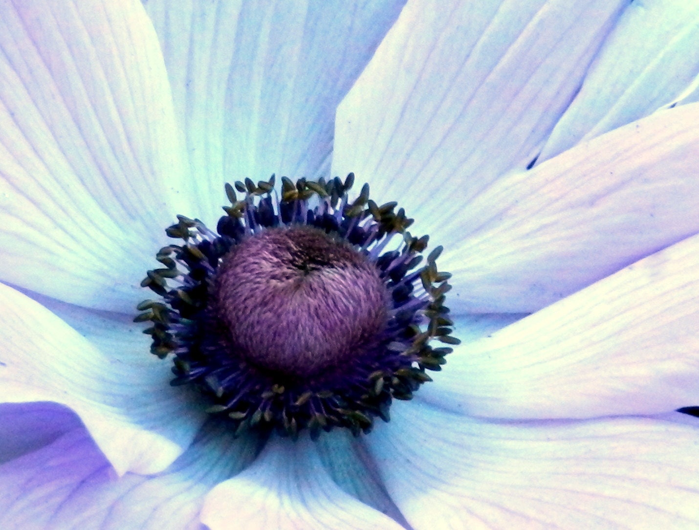 The Purple Heart/ Flower Macro Photography