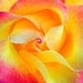 California Sunset Rose