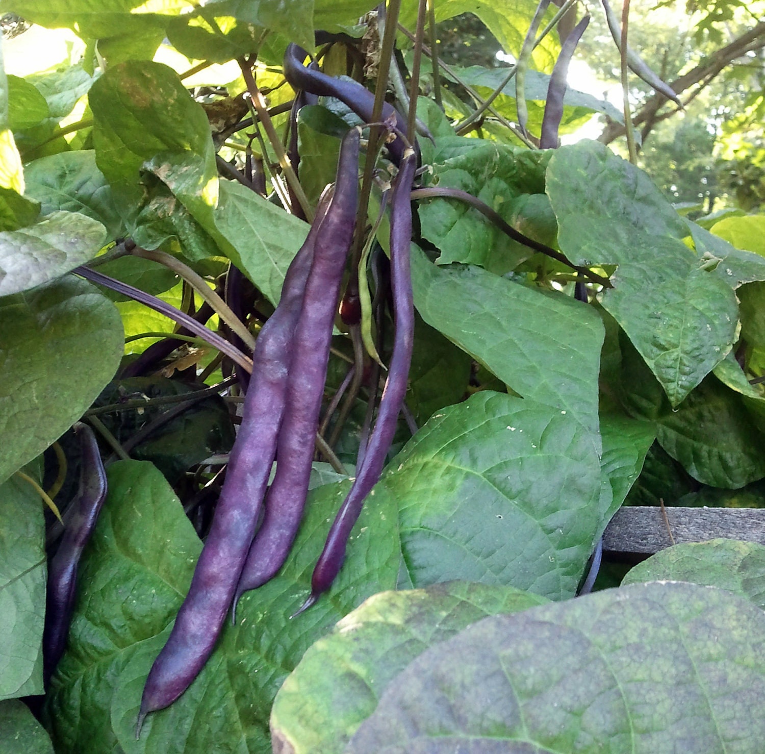 Organic Purple Podded Pole Bean