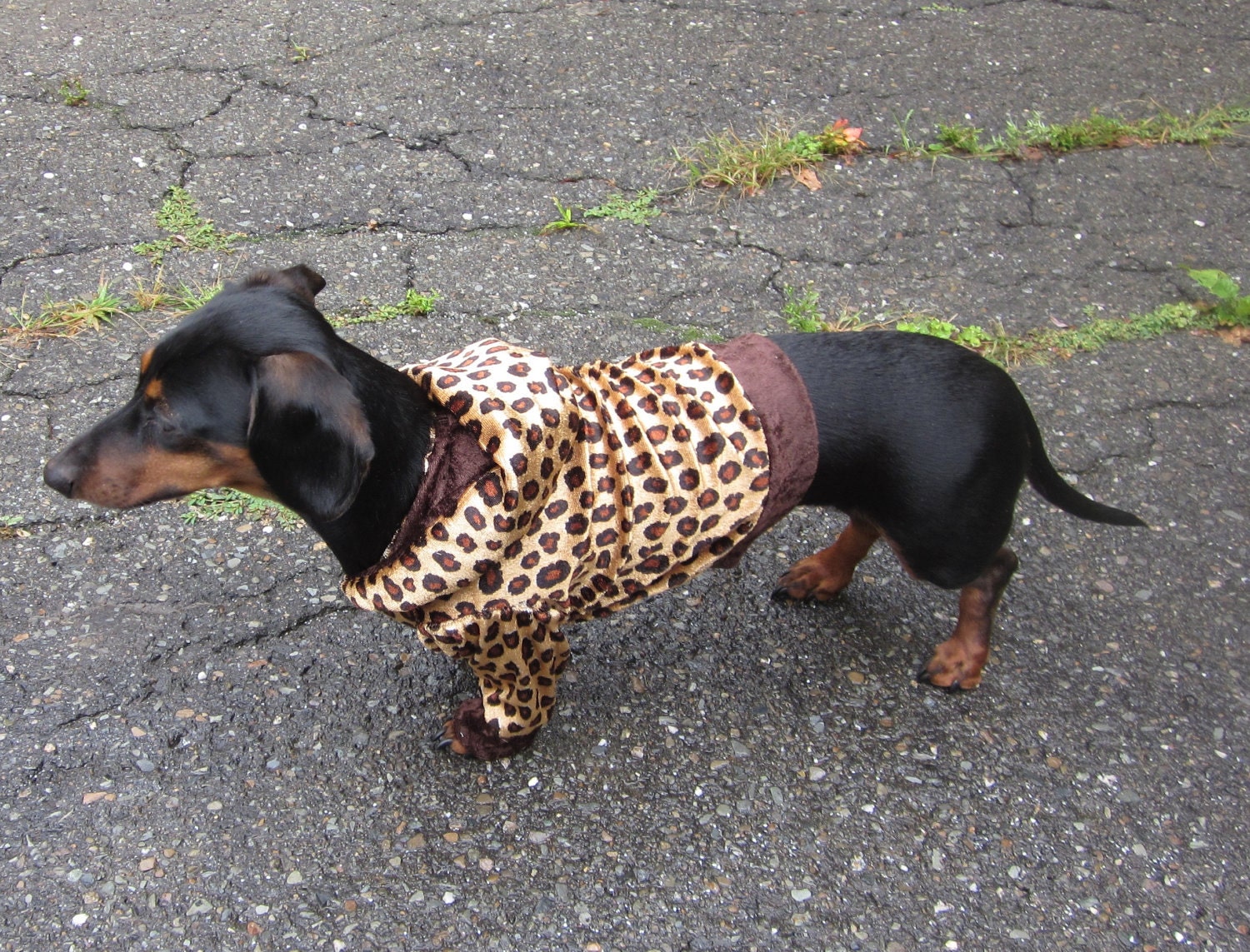 Cheetah Print Dog Hoodie