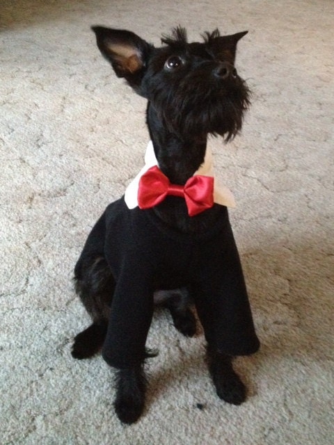 Custom Black Waterproof Dog Snowsuit Tuxedo with Interchangeable Collar and Bowtie Set 4 or 2 leggers available