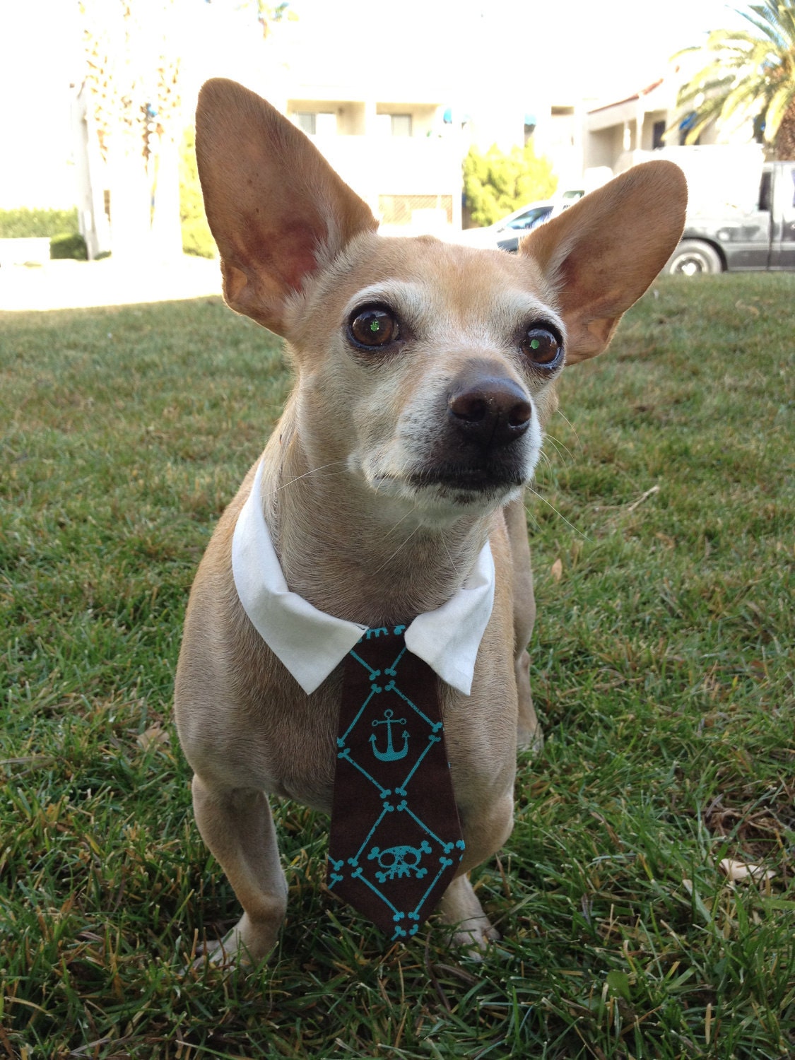 Custom Brown with Blue Skull and Cross Bones Dog Tie & Collar Set