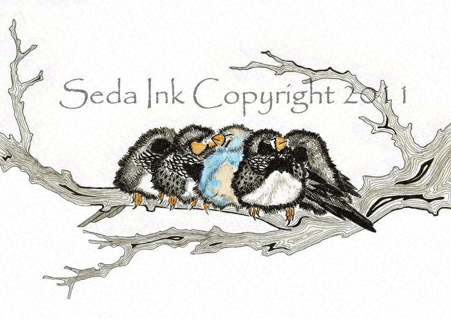 Zebra Finches - Archival Print