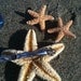 Medium-Large Natural Sugar Star Fish Hair Clip by IndianSummerGirls