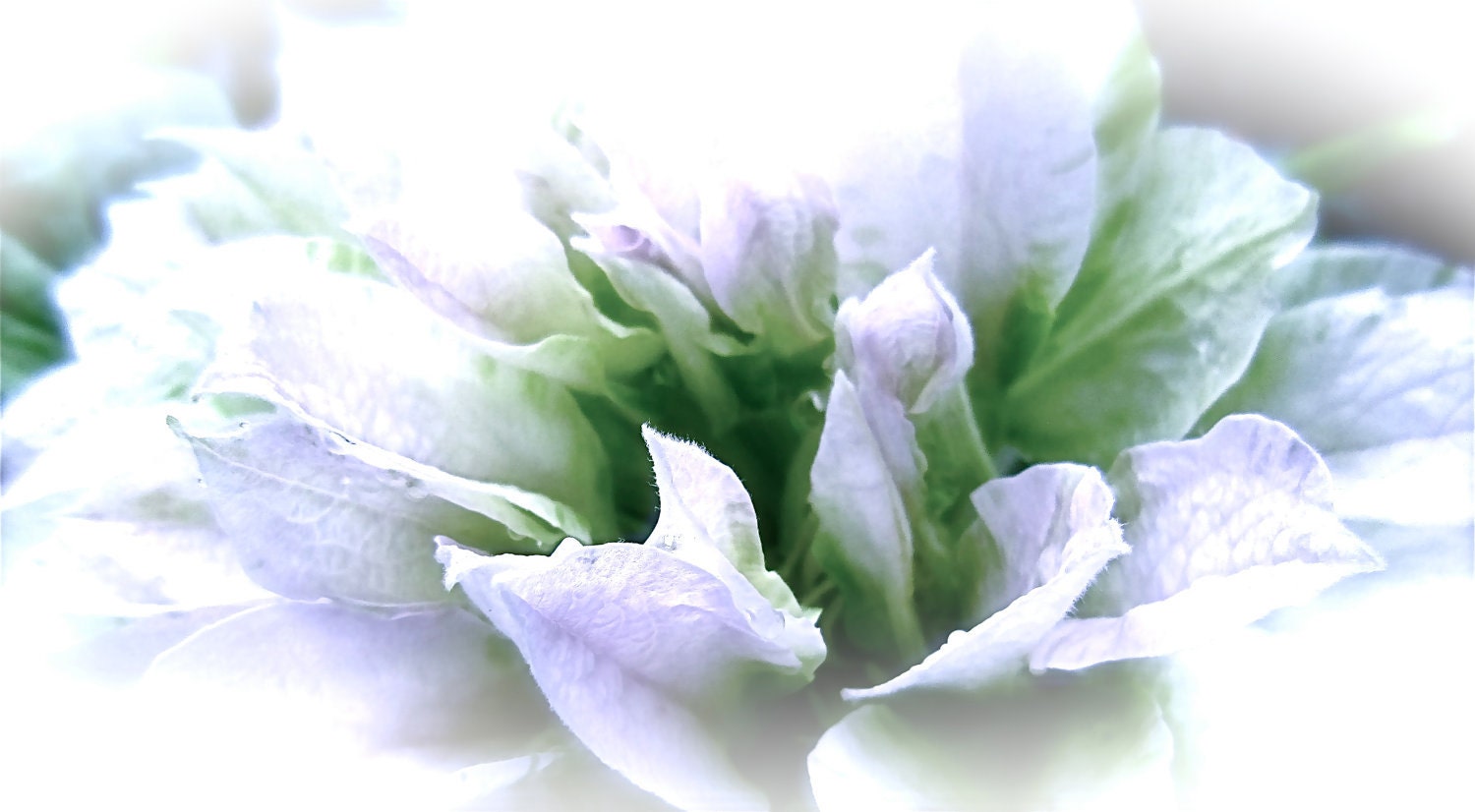 Flower Photography Nature bontanical Macro Pastel Dream white green Clematis dreamy ethereal home decor office decor