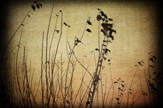 Autumn Branches - Vintage-Style Photograph of Tree Branches in Natural Brown and Orange Tones, Fine Art 8x12" Photo Print